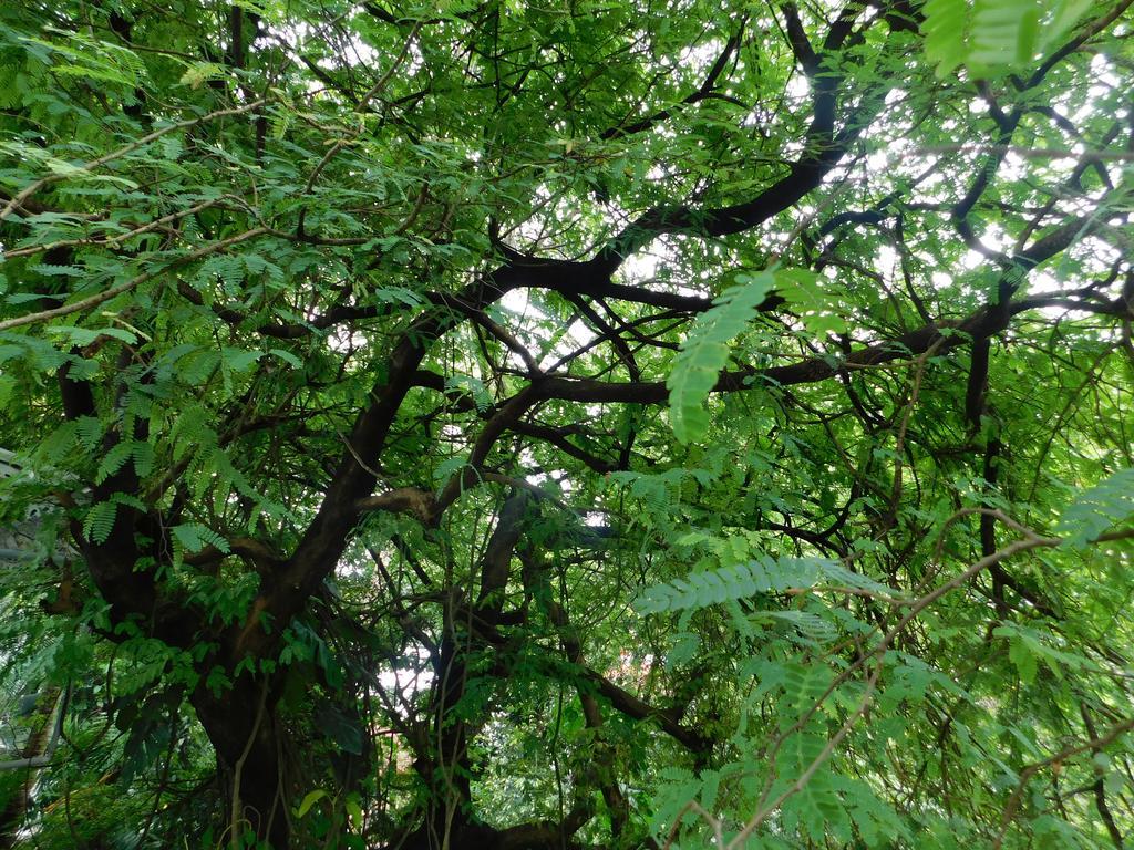 Green Woods Bethlehem Kochi المظهر الخارجي الصورة